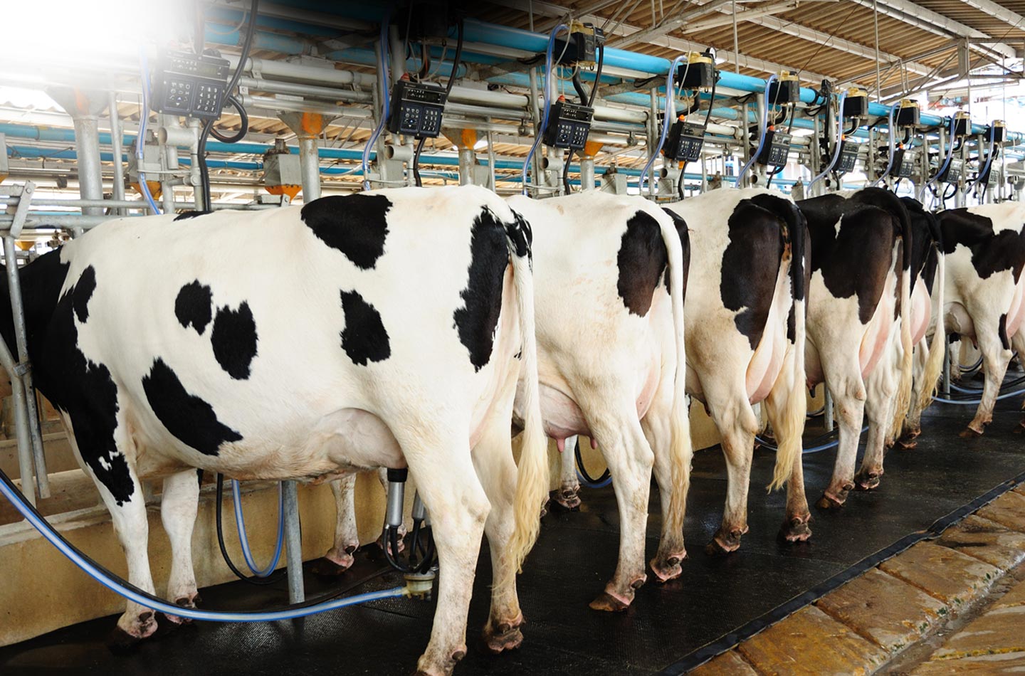 Essay on animal husbandry